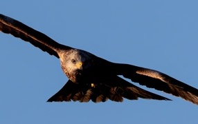 Большой красный коршун летает в небе