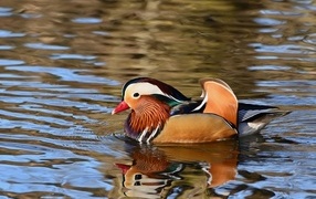 Разноцветная утка мандаринка плавает в воде