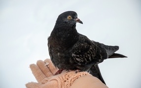 Голубь сидит на ладони зимой