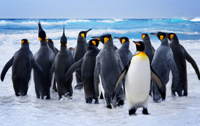 Стая пингвинов на льду у моря