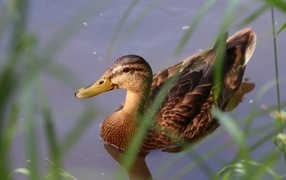 Большая серая утка плавает в воде