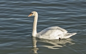 A large white swan swims in the water