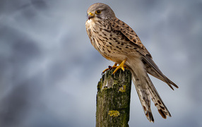 Хищный сокол сидит на сухом дереве 