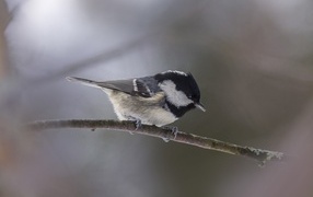 Маленькая пестрая синичка сидит на ветке дерева 