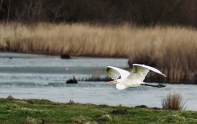 Белая цапля летит над водой