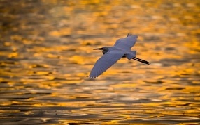 Белая цапля летит над водой на закате
