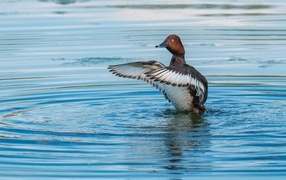 Дикая утка готовится к взлеты на озере