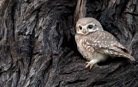 Сова сидит в дупле у дерева