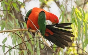 Красивый австралийский королевский попугай на ветке