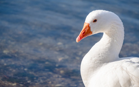 Красивый белый гусь в лучах солнца у воды
