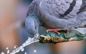 Big gray pigeon drinks water