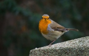 Птица вьюнок сидит на бетонной плите
