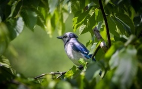 Птица прячется на ветке в листьях