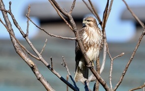 Хищная птица канюк сидит в ветках дерева