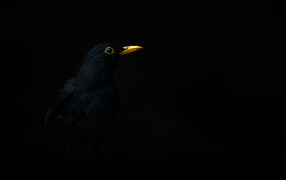 Птица с желтым клювом на черном фоне