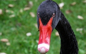 Черный лебедь с красным клювом крупным планом