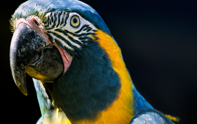 Blue-throated Macaw head close-up