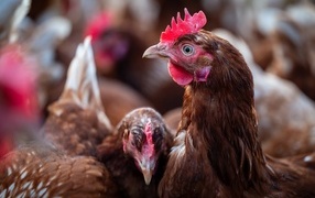 Коричневые домашние куры на ферме