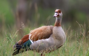 Коричневый дикий гусь в траве