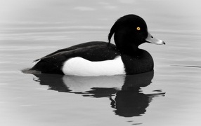 Хохлатая утка плавает в воде