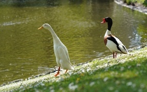 Утка и гусь у воды