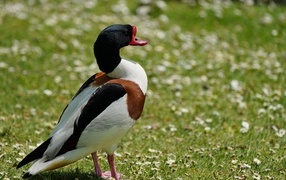 Утка стоит на зеленой траве