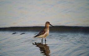 Птица чернозобик в воде