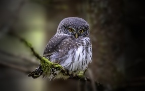 Евразийская карликовая сова сидит на ветке