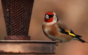 Птица щегол у кормушки
