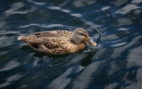 Серая утка плавает в спокойной воде