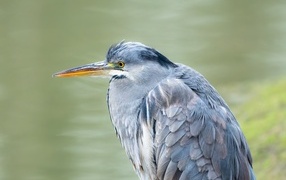 Серая цапля охотится у водоема