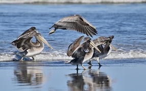 Серые пеликаны идут по мокрому песку