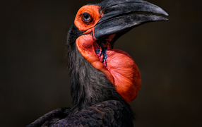 Большая птица калао на черном фоне