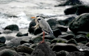 Большая серая цапля стоит на камне у воды