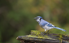 Большая сойка сидит на ветке дерева 