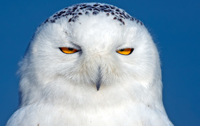 Большая белая сова с черными пятнами с желтыми глазами