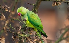 Зеленый попугай сидит на ветке дерева