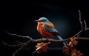 Птица зимородок сидит на ветке дерева на черном фоне