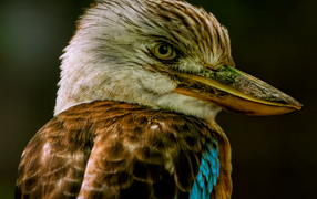 Голова птицы кукабарра крупным планом