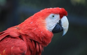 Большой красный попугай ара