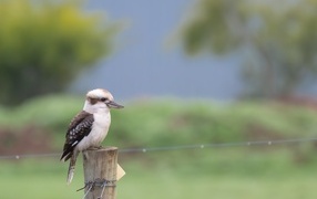 Маленькая кукабарра сидит на столбе