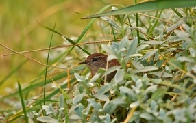 Маленькая иволга прячется в зеленых листьях