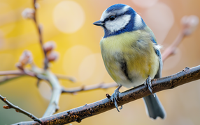 Маленькая синица сидит на ветке