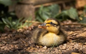 Маленький дикий утенок прячется в тени 