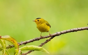 Little yellow bird sitting on a branch