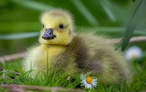 Little yellow gosling on green grass