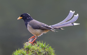 Сорока крупным планом