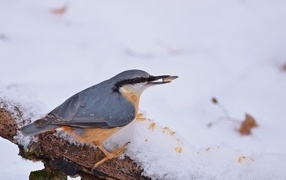 Птица поползень на снегу