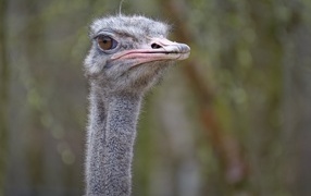 Голова страуса с розовым клювом