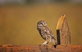 Сова сидит на деревянном заборе